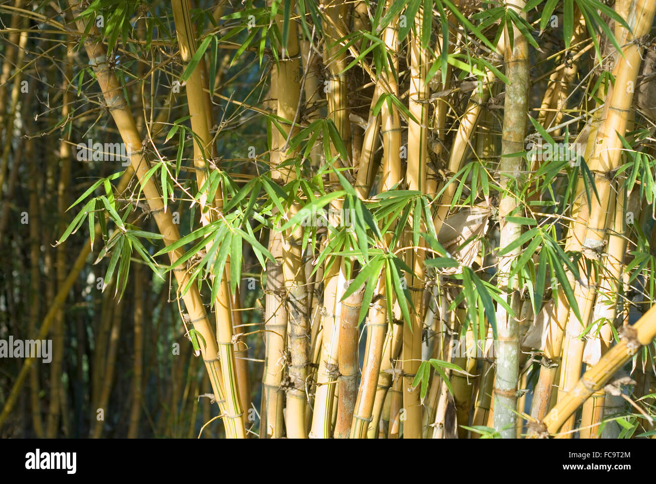 bamboo cane Stock Photo