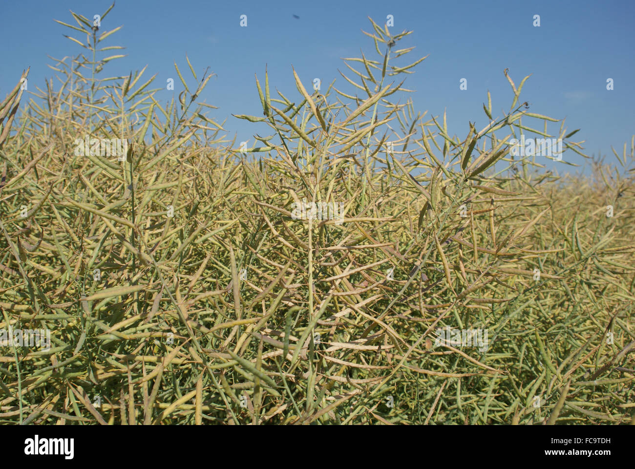 ripe-rape-field-stock-photo-alamy