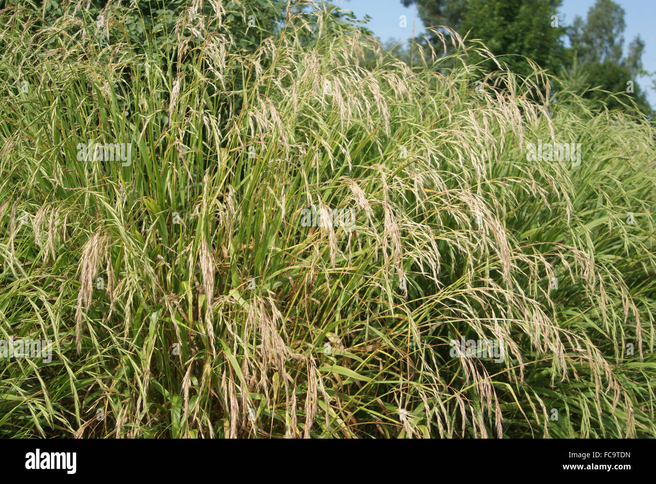 Wild oats Stock Photo