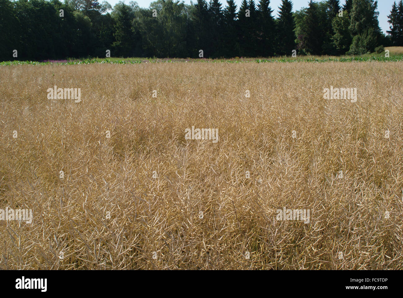 ripe-rape-field-stock-photo-alamy