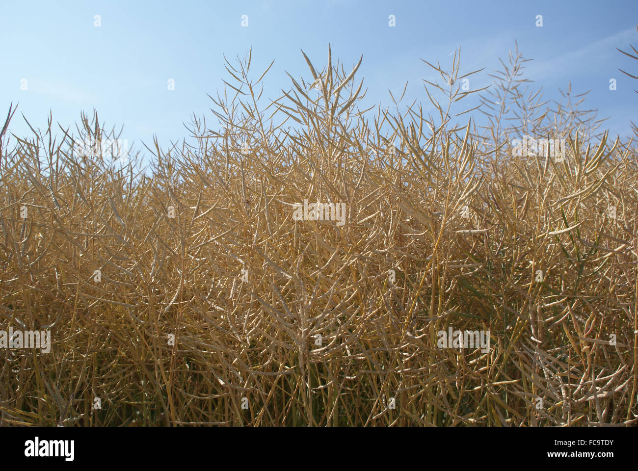 ripe-rape-field-stock-photo-alamy