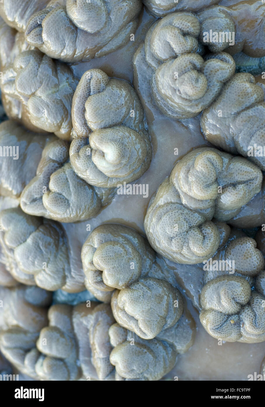 leather corals background Stock Photo