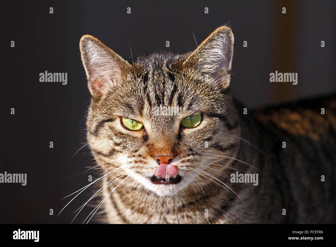 Mixed-breed cat Stock Photo