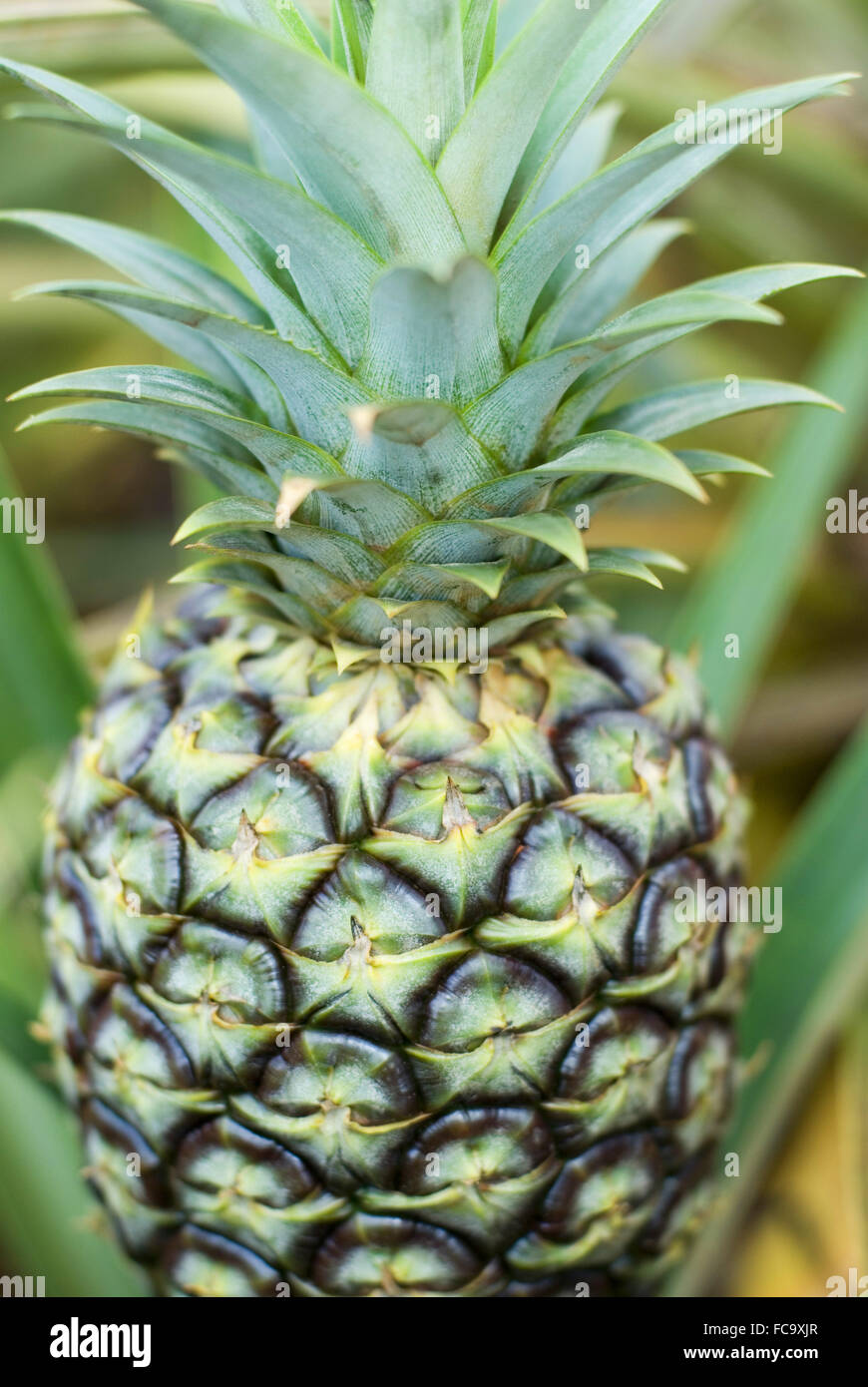 Pineapple plantation hires stock photography and images Alamy