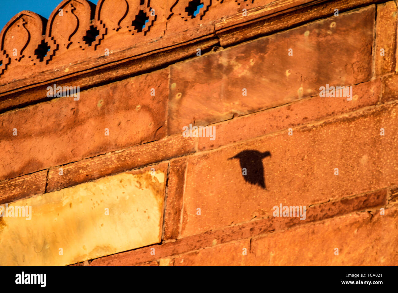 Bird of india hi-res stock photography and images - Alamy