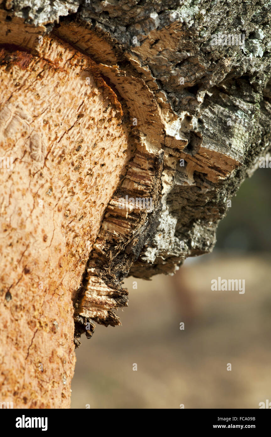 A corkwood tree Stock Photo