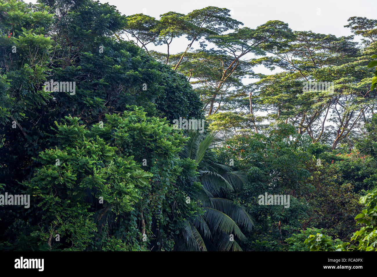 Bukit Timah Nature Reserve In High Resolution Stock Photography and Images  - Alamy