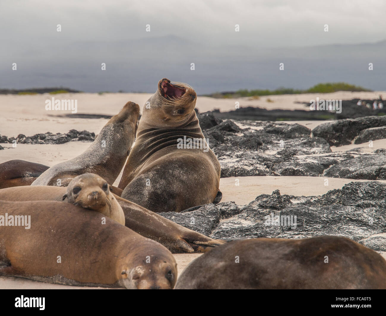 Group of beached sea lions amongst black lava rock and against a cloudy dark sky. One lion has its mouth wide open in a roar. Stock Photo