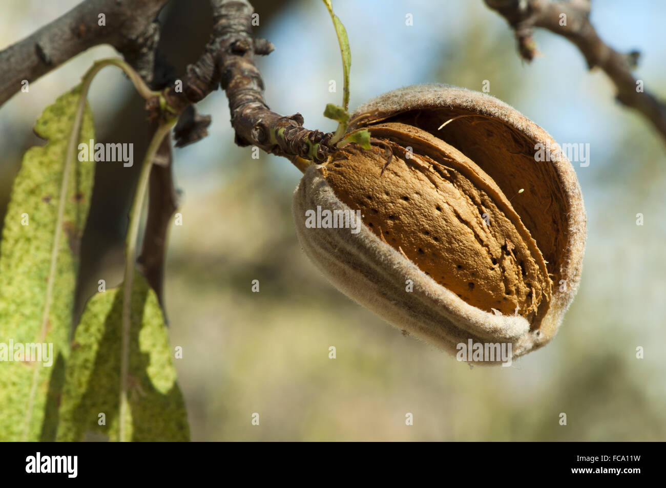 Nearly ripe almonds Stock Photo - Alamy