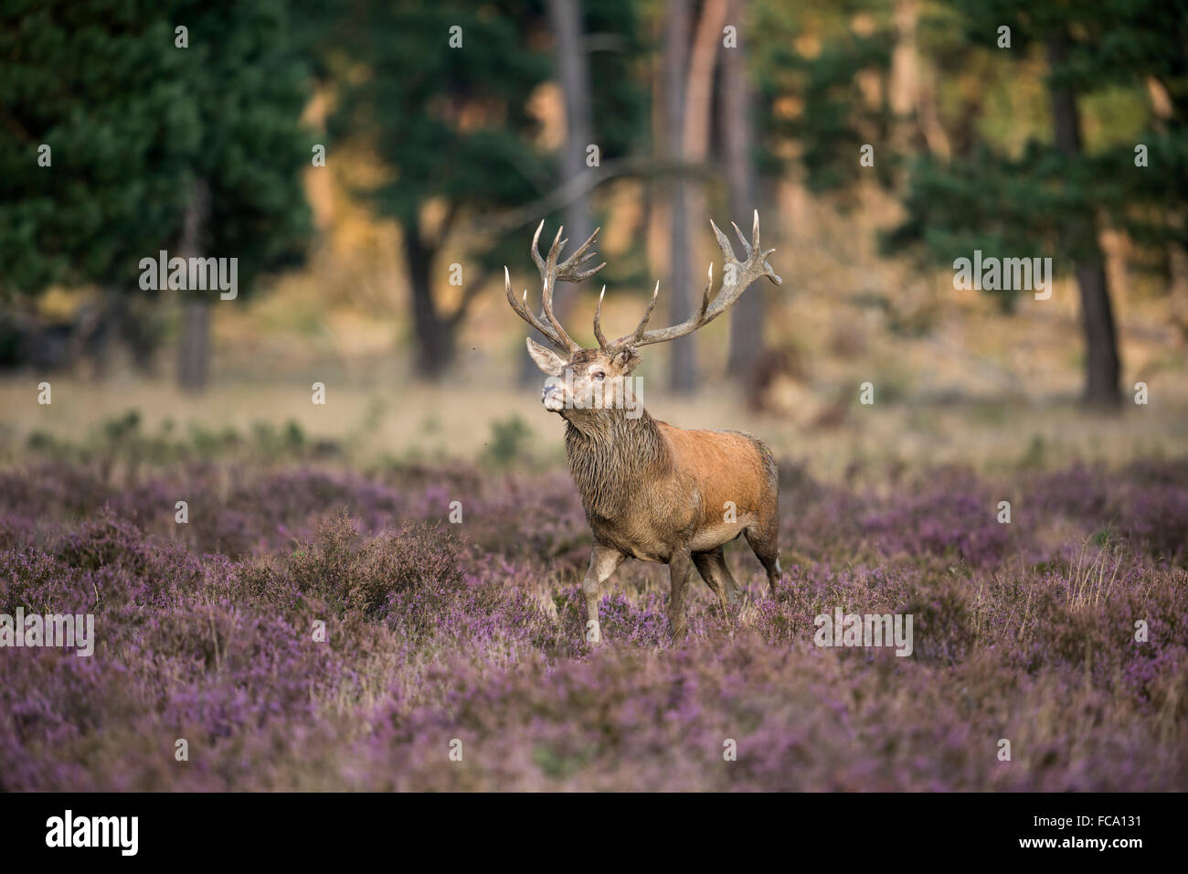 Red Deer ( Cervus elaphus ), tries to impress, walks through a field of blossoming heather, comes from the edge of a forest. Stock Photo