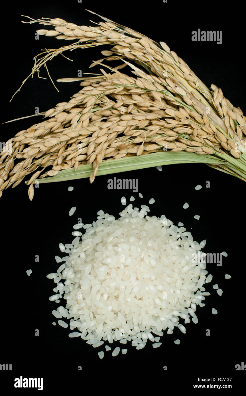 Baldeng Rice Rice baldo and branch Stock Photo - Alamy