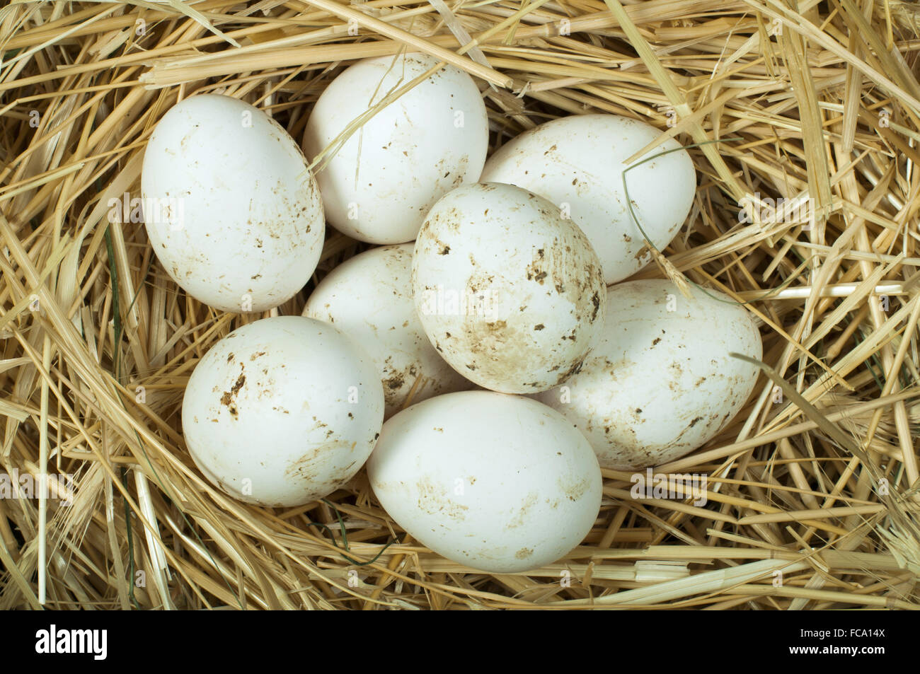Organic domestic white eggs in straw nest Stock Photo - Alamy