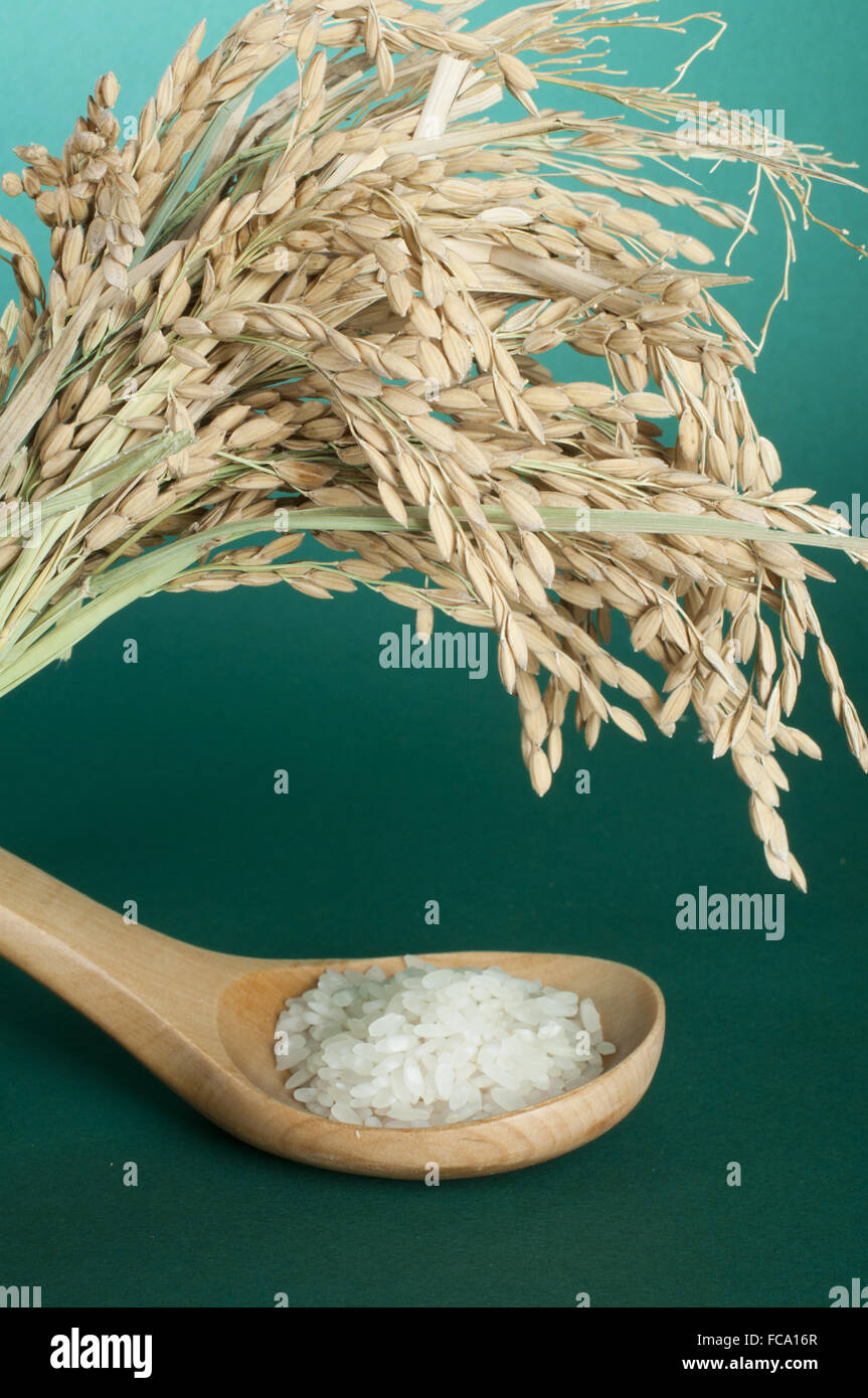 Baldeng Rice Rice baldo in wooden spoon Stock Photo - Alamy