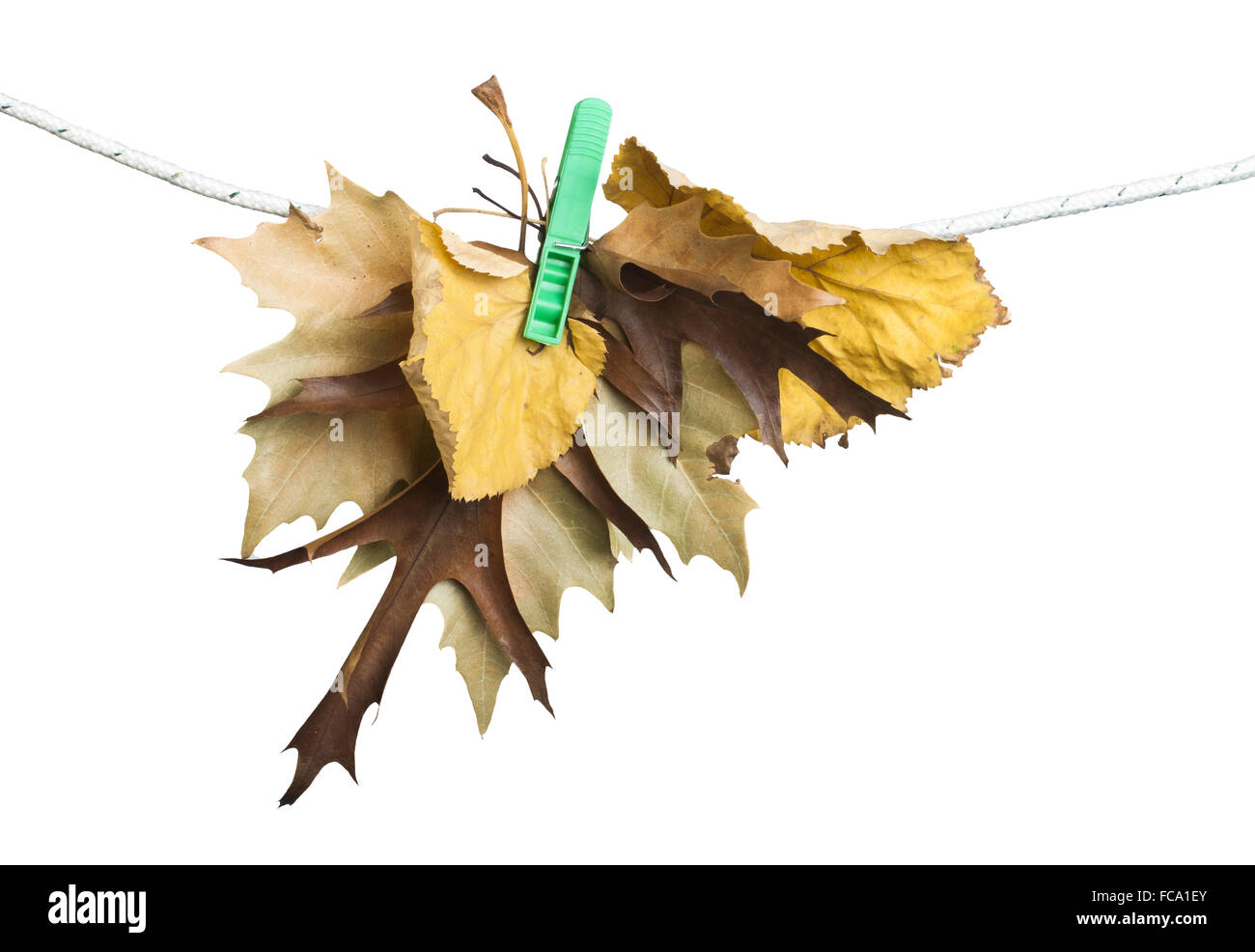 Autumn leaves on a rope Stock Photo - Alamy