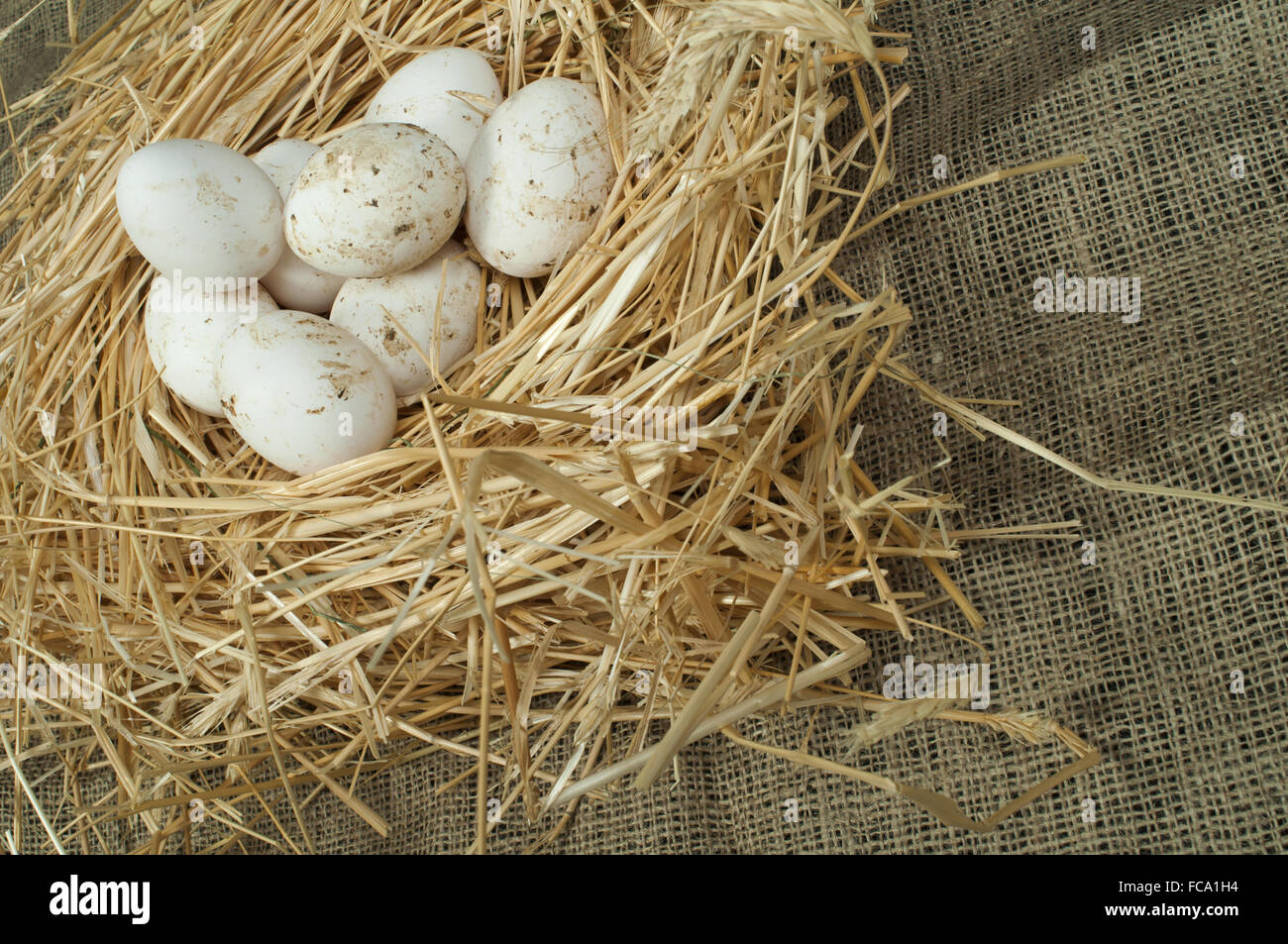 Organic domestic white eggs in straw nest Stock Photo - Alamy