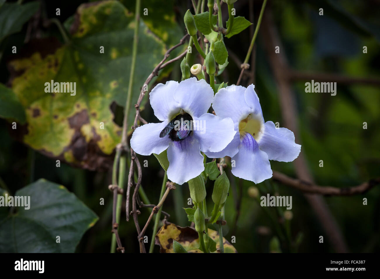 Thunbergia grandiflora is an evergreen vine in the family Acanthaceae.. Bukit Timah Nature Reserve in Singapore. Stock Photo