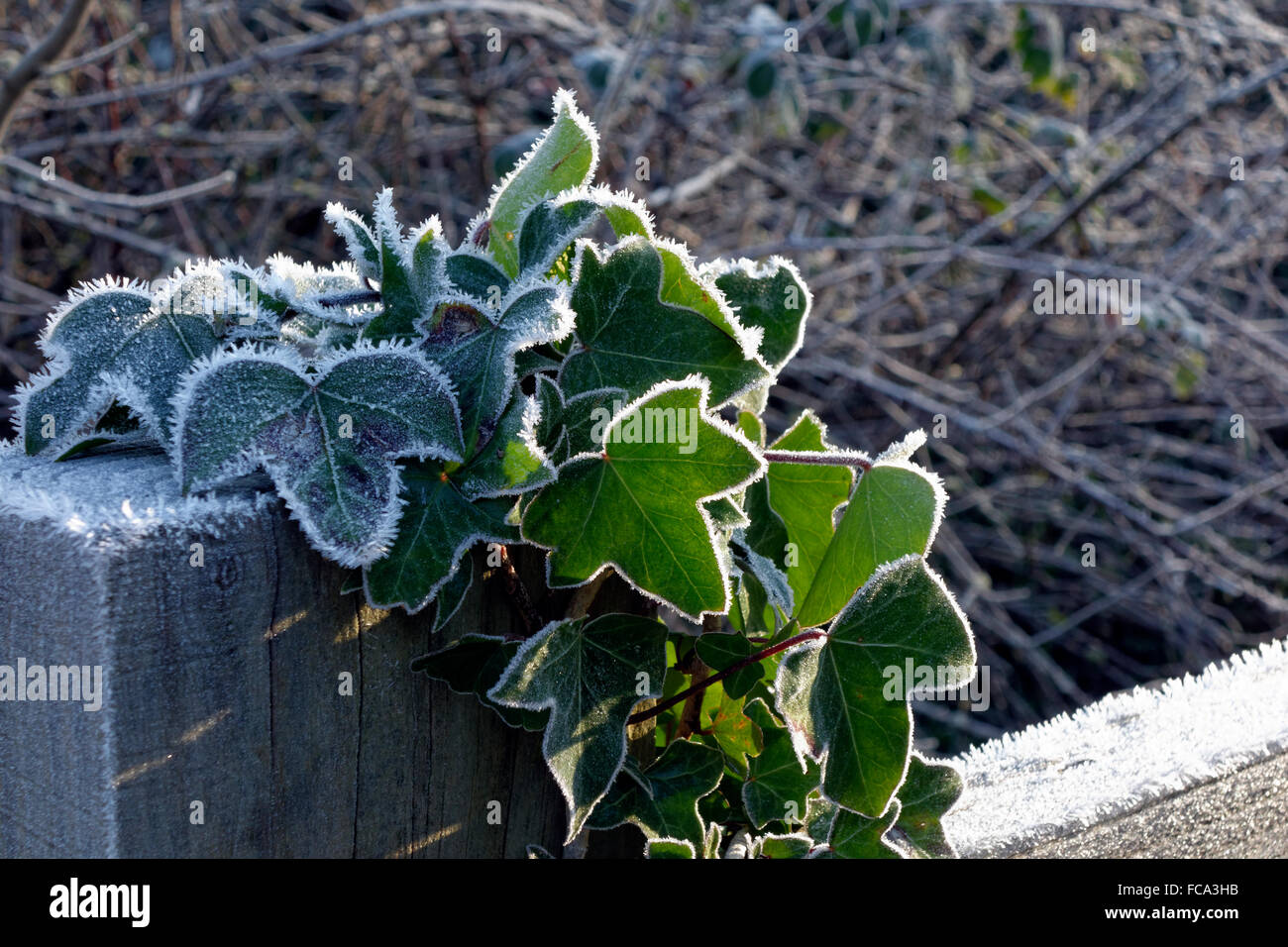 Frost covered Ivy Hedera helix, Cardiff, South Wales, UK Stock Photo