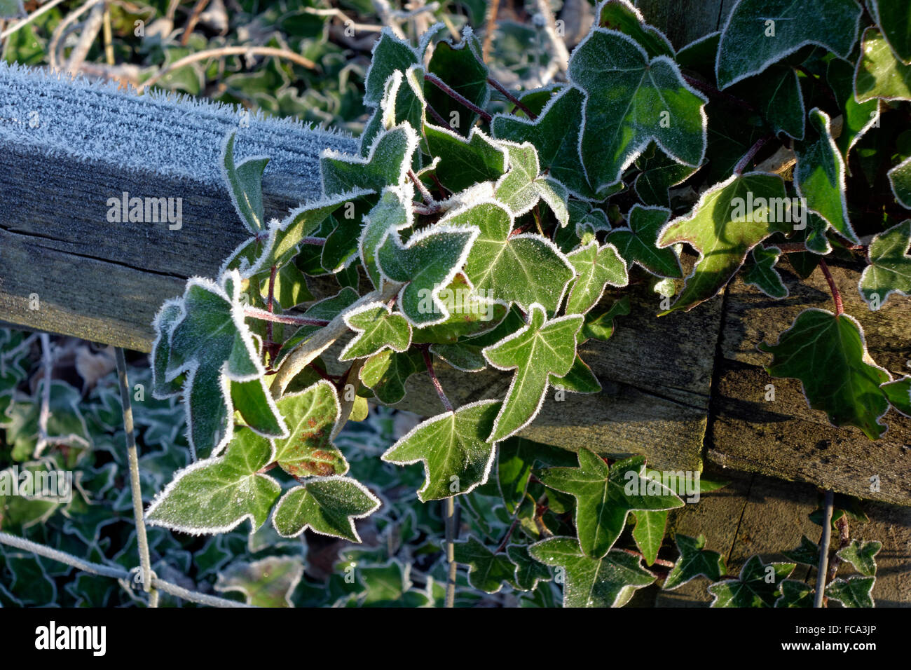 Frost covered Ivy Hedera helix, Cardiff, South Wales, UK Stock Photo