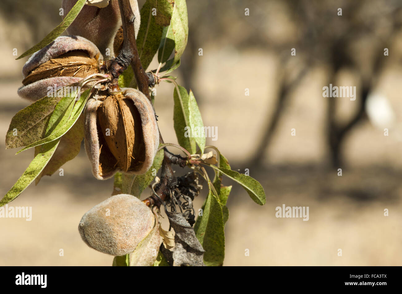 Nearly ripe almonds Stock Photo - Alamy