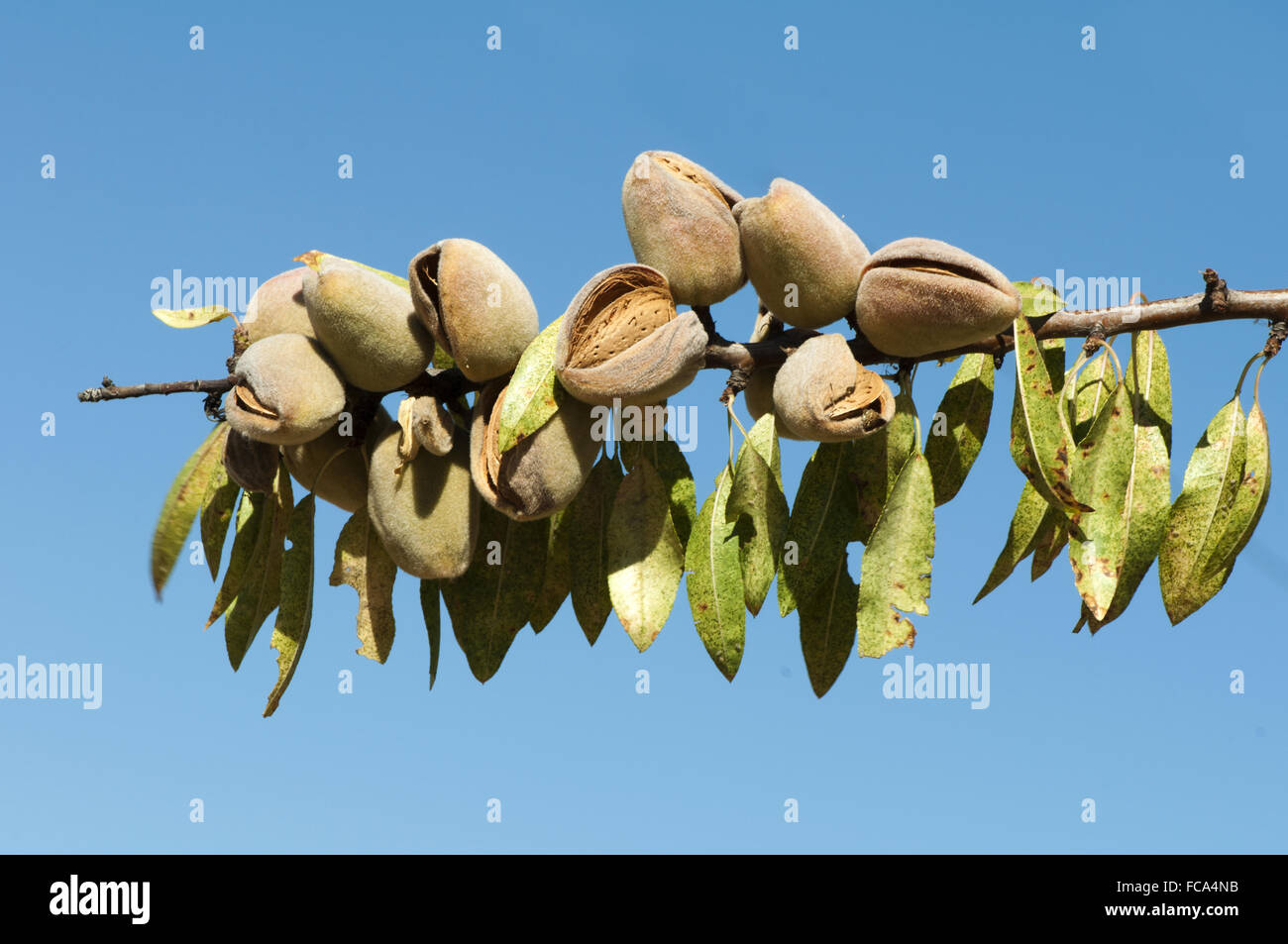 Almonds Fuzzy Ripe Nearly ripe almonds Stock Photo - Alamy