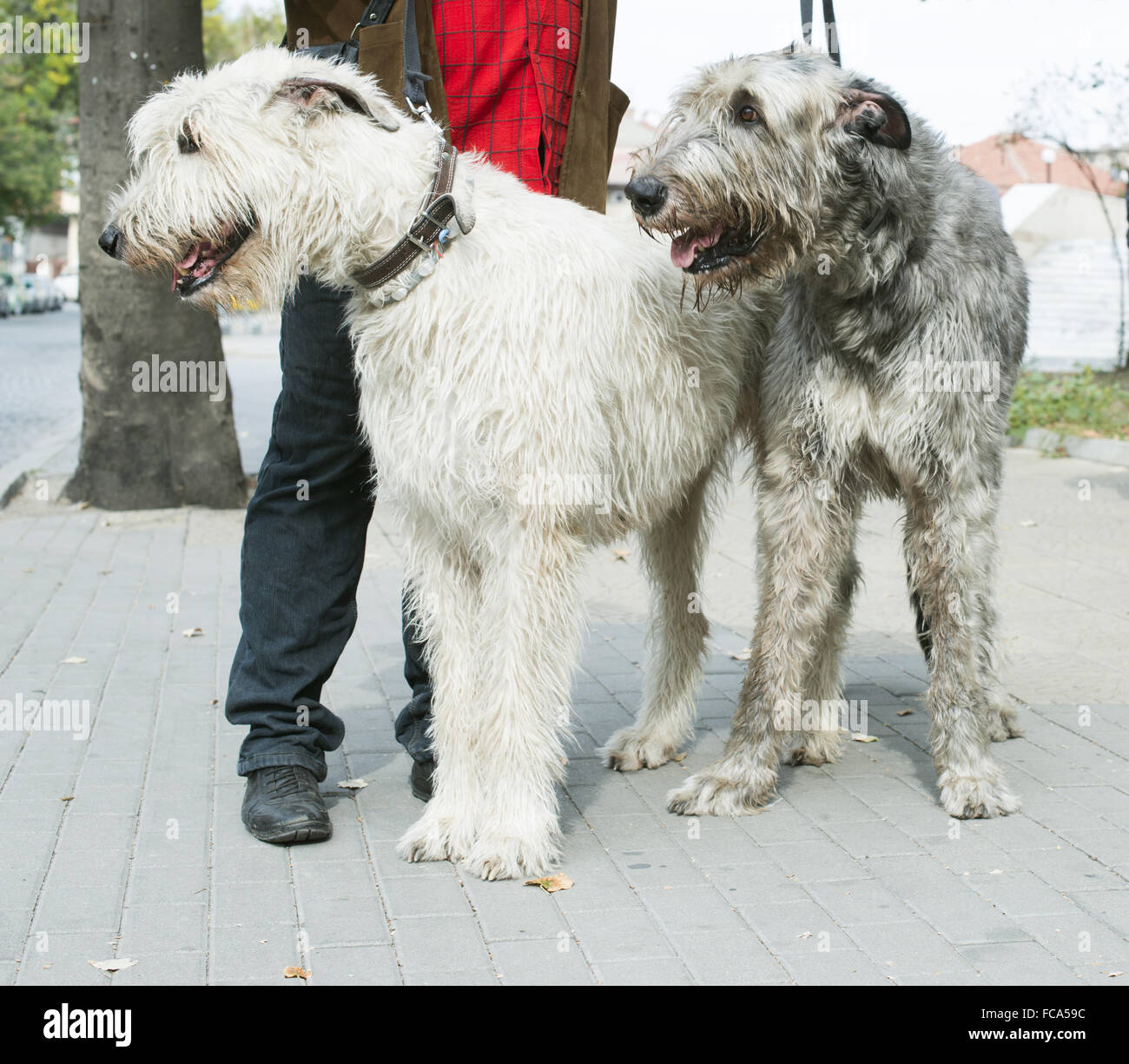 Two Giant Schnauzer Dogs Stock Photo Alamy   Two Giant Schnauzer Dogs FCA59C 