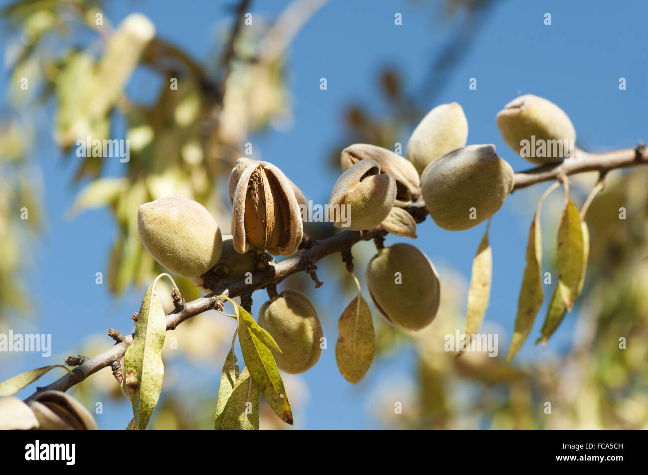 Nearly ripe almonds Stock Photo - Alamy