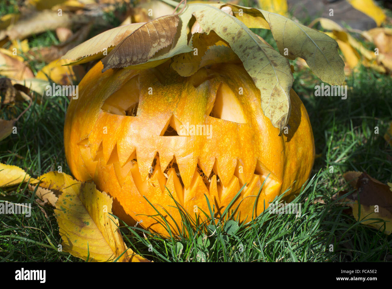 Pumpkin on grass and autumn leaves Stock Photo - Alamy