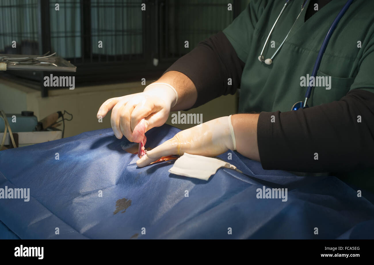 Animal in a veterinary surgery Stock Photo