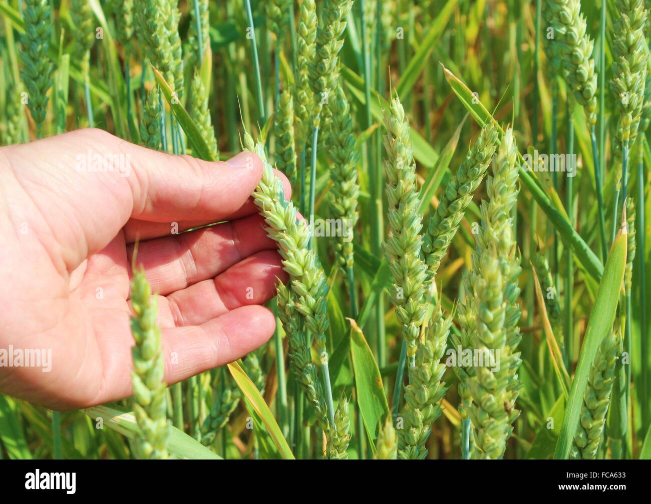 Grain field Stock Photo