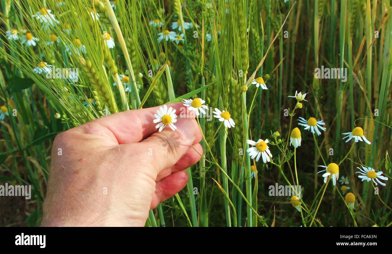 Flowers in a grain field Stock Photo