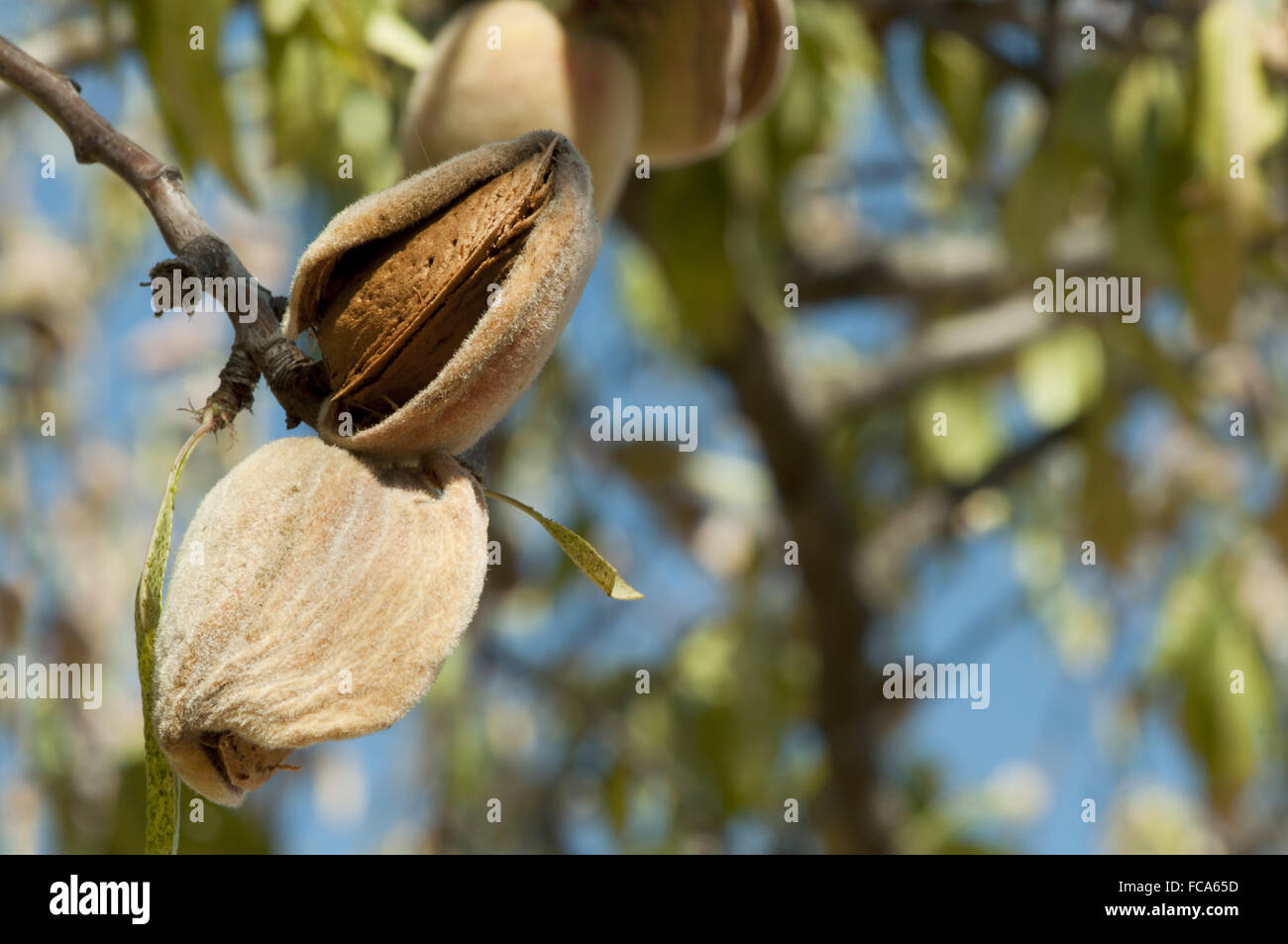 Nearly ripe almonds Stock Photo - Alamy