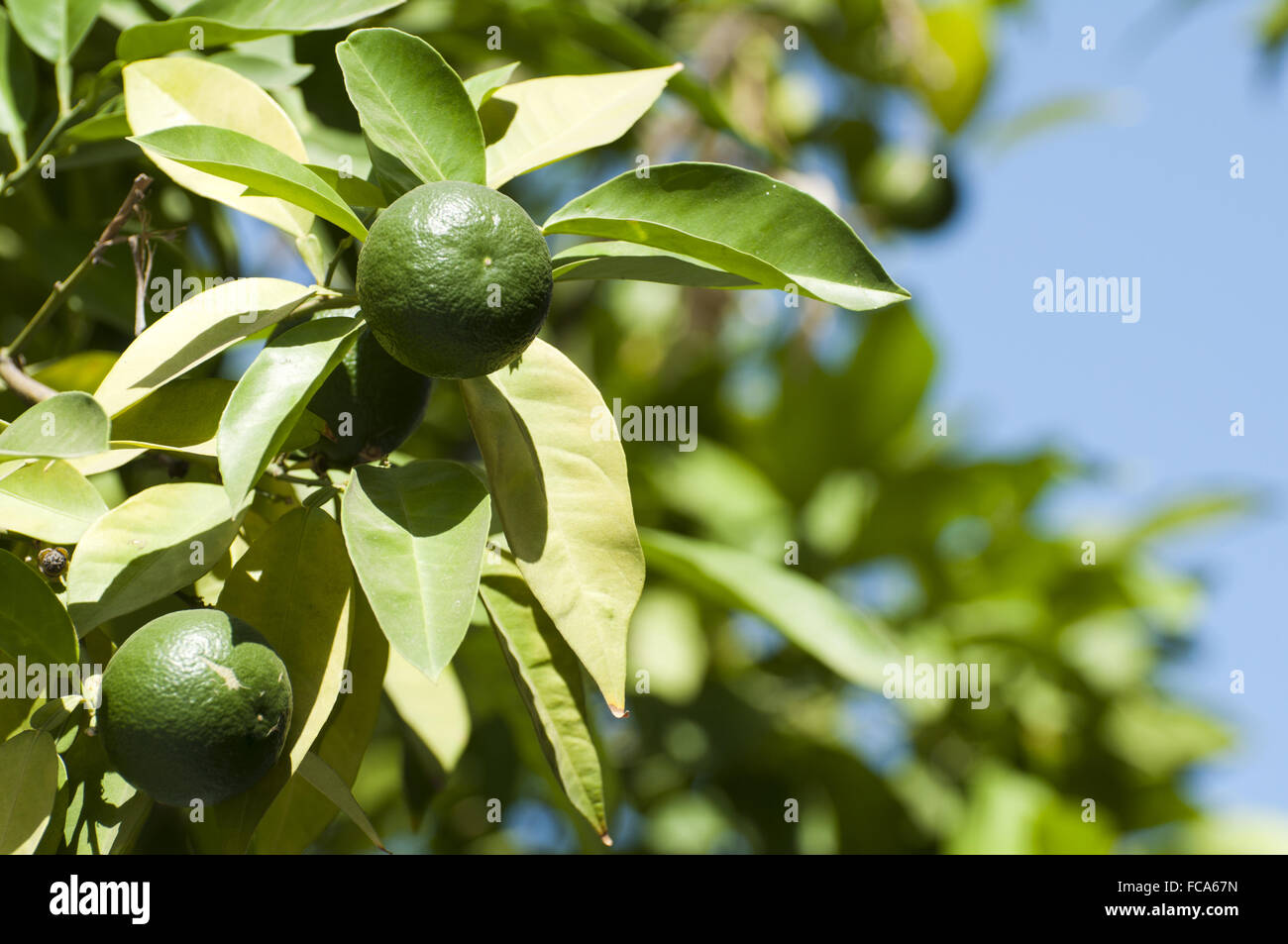 Green unripe orange fruit Stock Photo Alamy