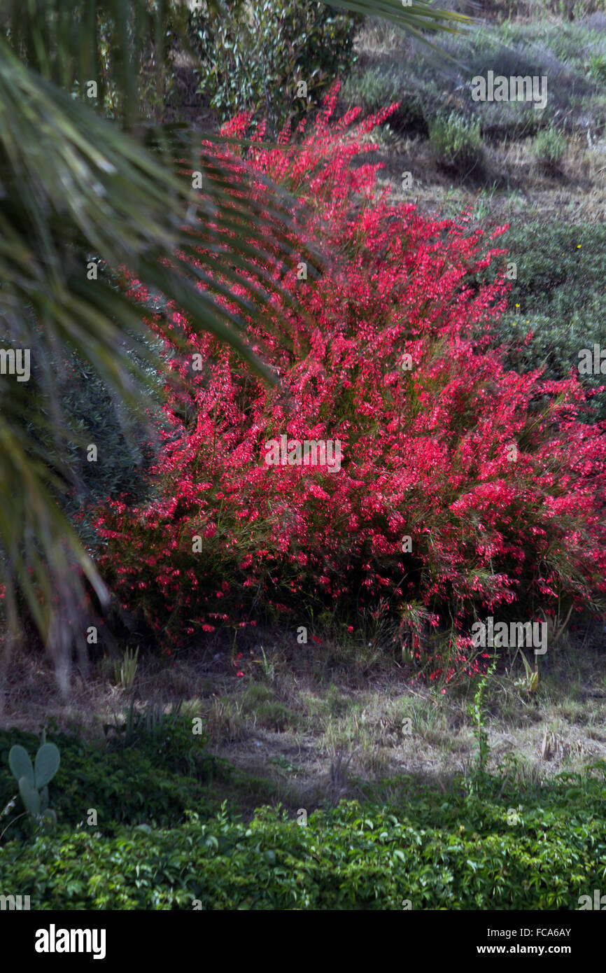 Red flowering perennial Stock Photo Alamy