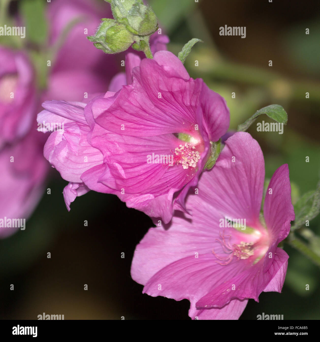 mallow flowers Stock Photo Alamy