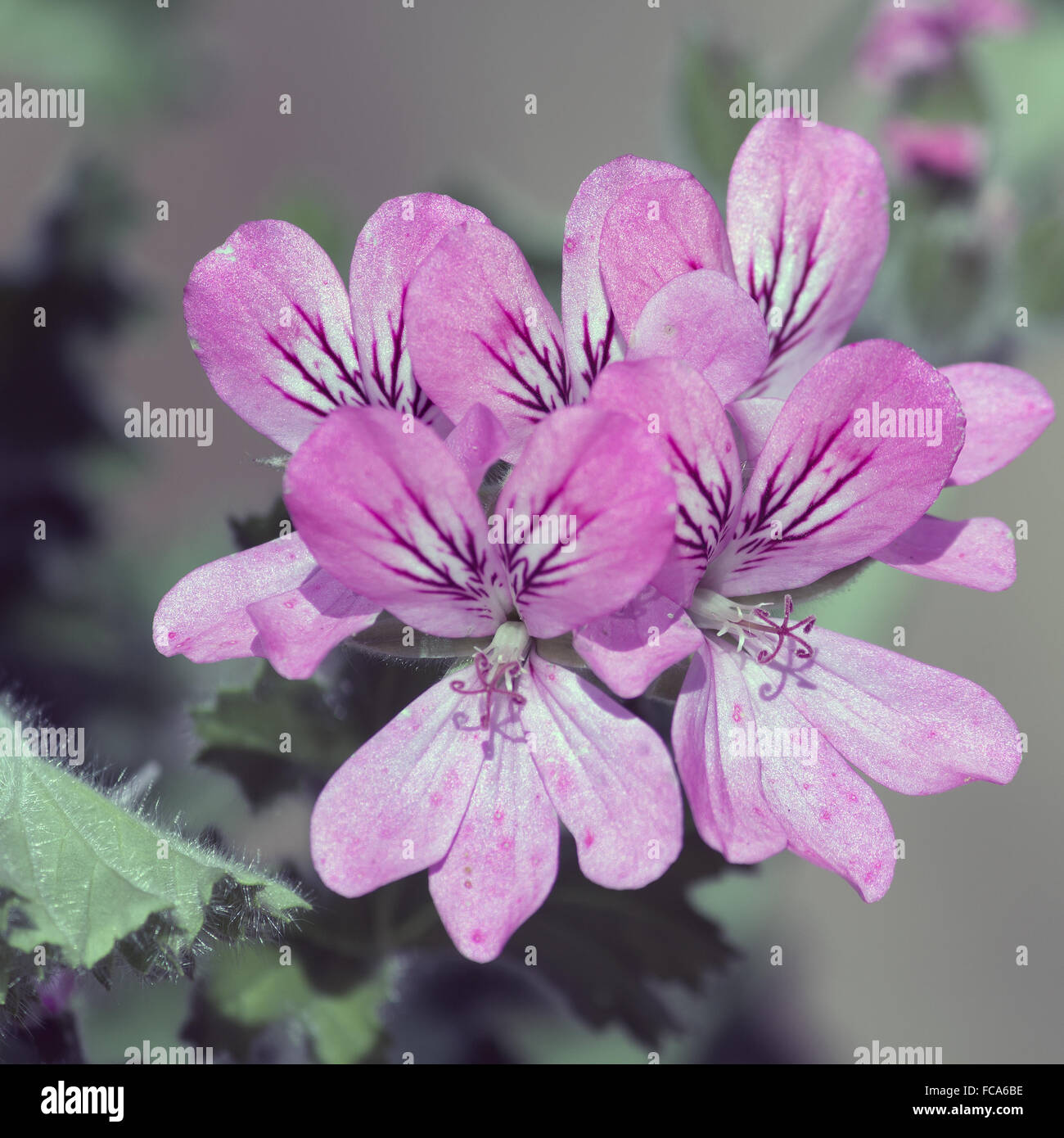 scented Geranium Stock Photo