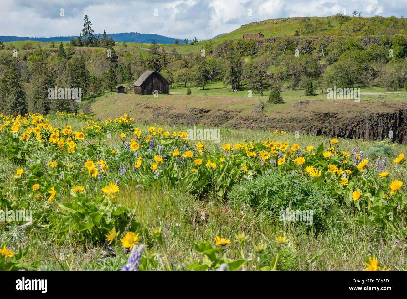 Balsamroot meadow and prairie in the Columbia Gorge.  Columbia Gorge National Scenic Area, Oregon, USA Stock Photo