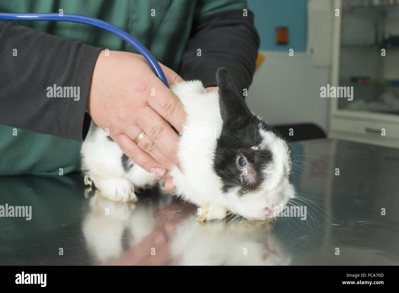Rabbit in a veterinary office Stock Photo - Alamy
