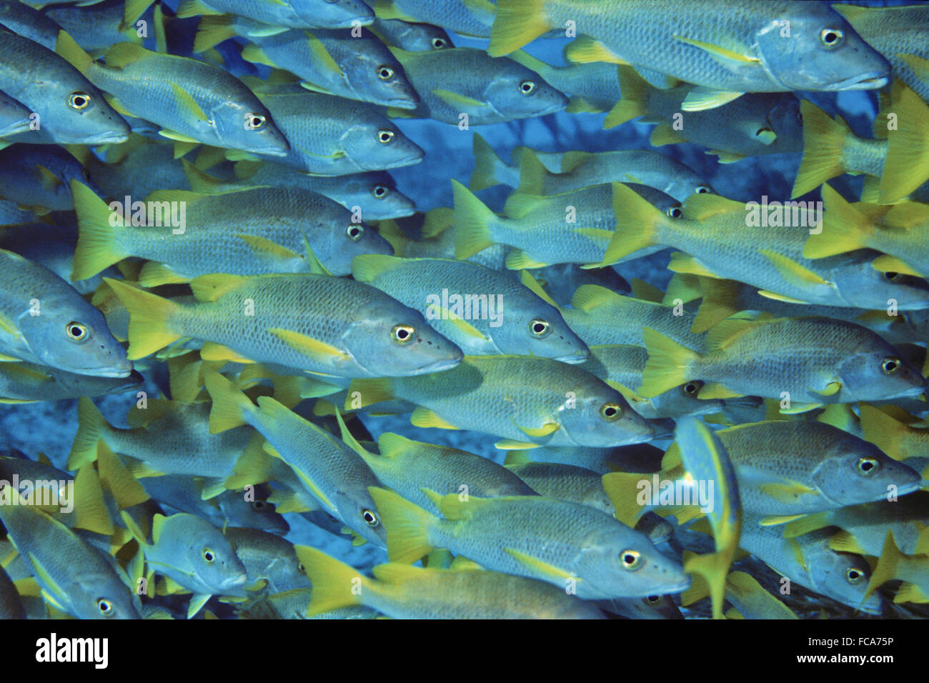 Swarm of Schoolmaster Snappers Stock Photo