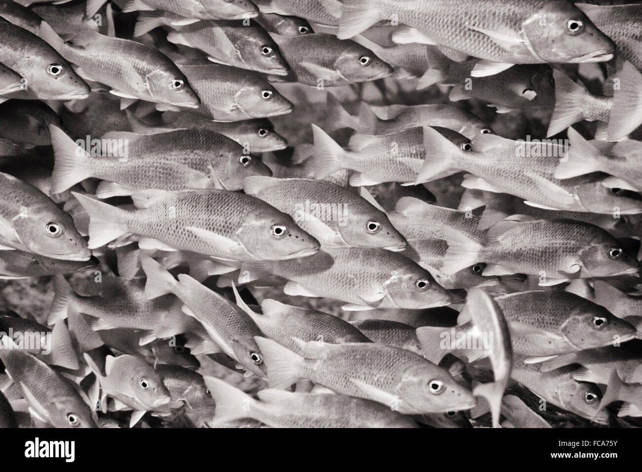 Swarm of Schoolmaster Snappers Stock Photo