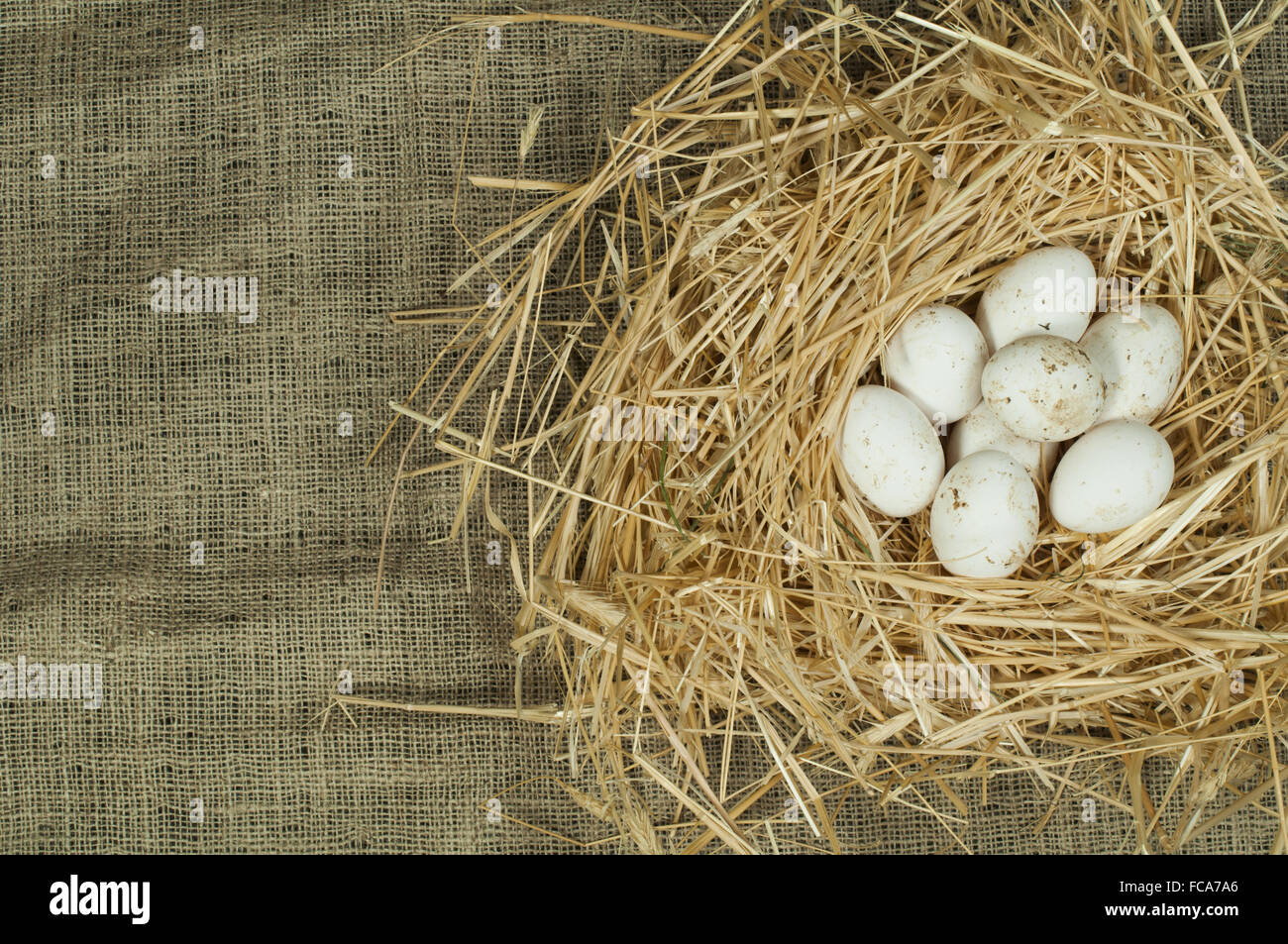 Organic domestic white eggs in straw nest Stock Photo - Alamy