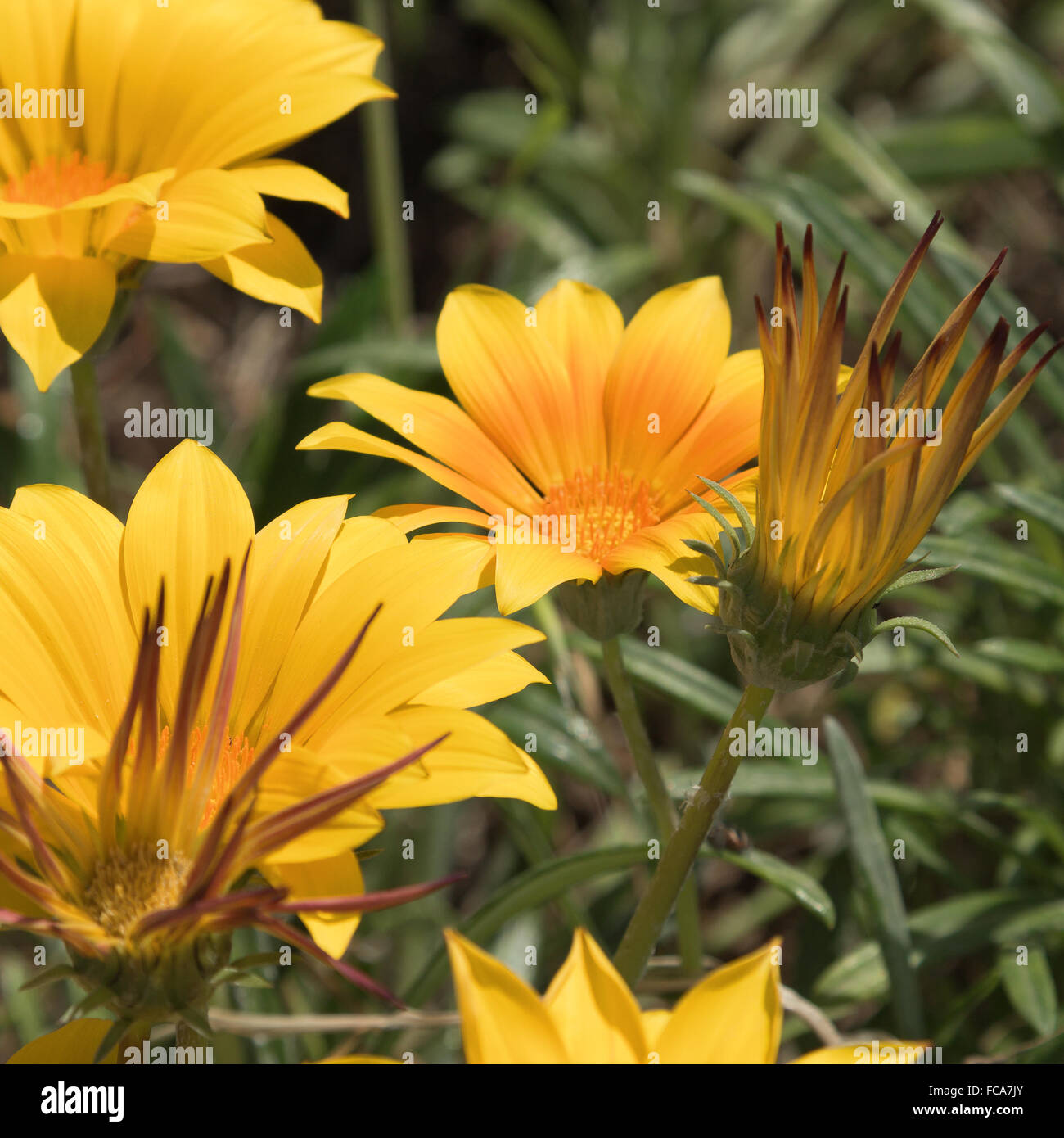 Yellow ice plant flowers Stock Photo