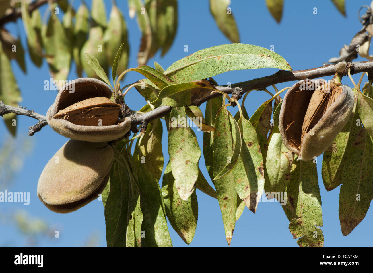 Almonds Fuzzy Ripe Nearly ripe almonds Stock Photo - Alamy