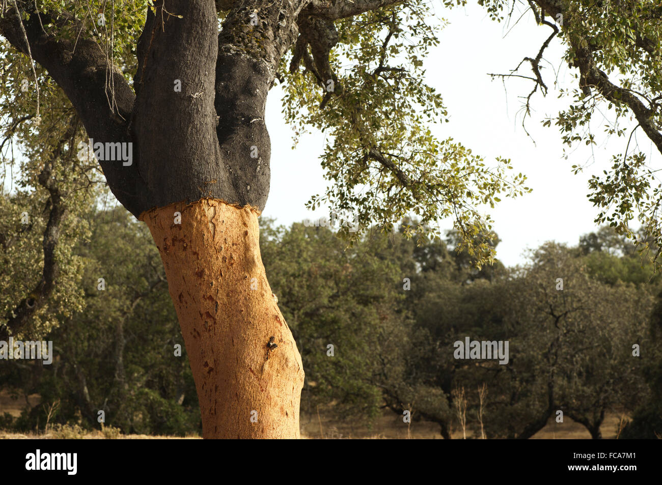 A corkwood tree Stock Photo