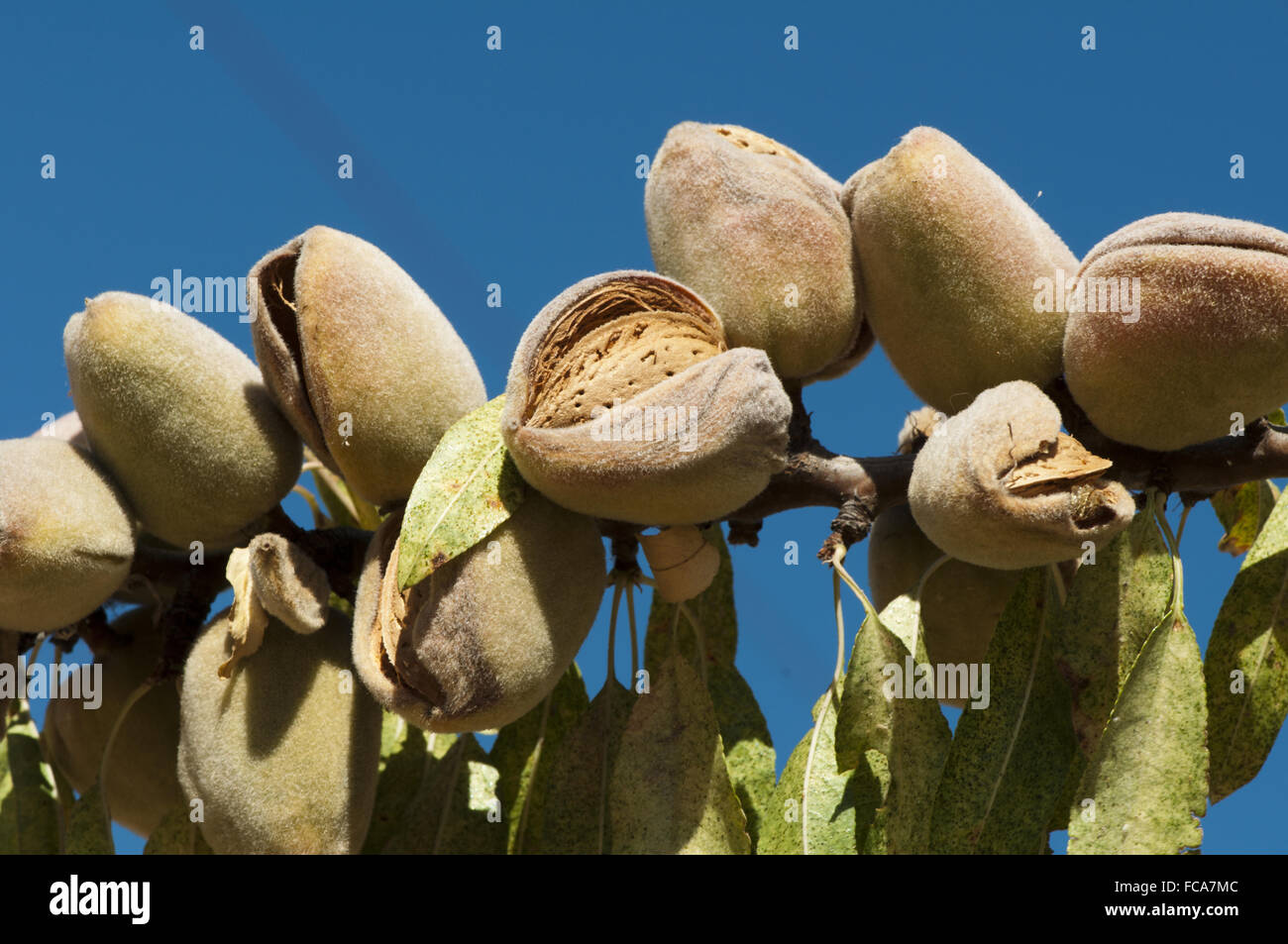 Almonds Fuzzy Ripe Nearly ripe almonds Stock Photo - Alamy