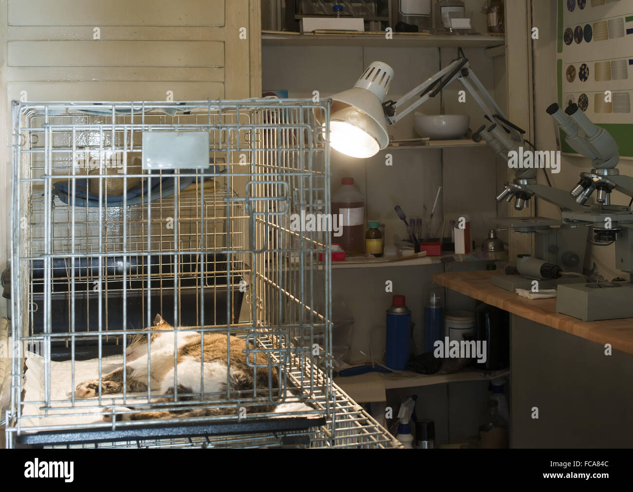Cat at veterinary laboratory Stock Photo Alamy