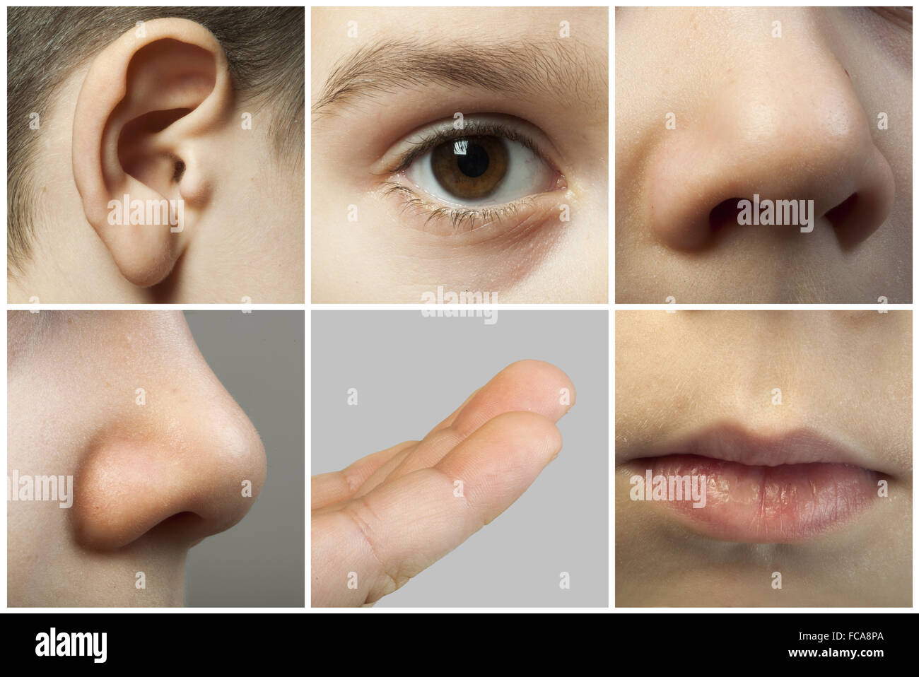 Set of the human senses Stock Photo Alamy