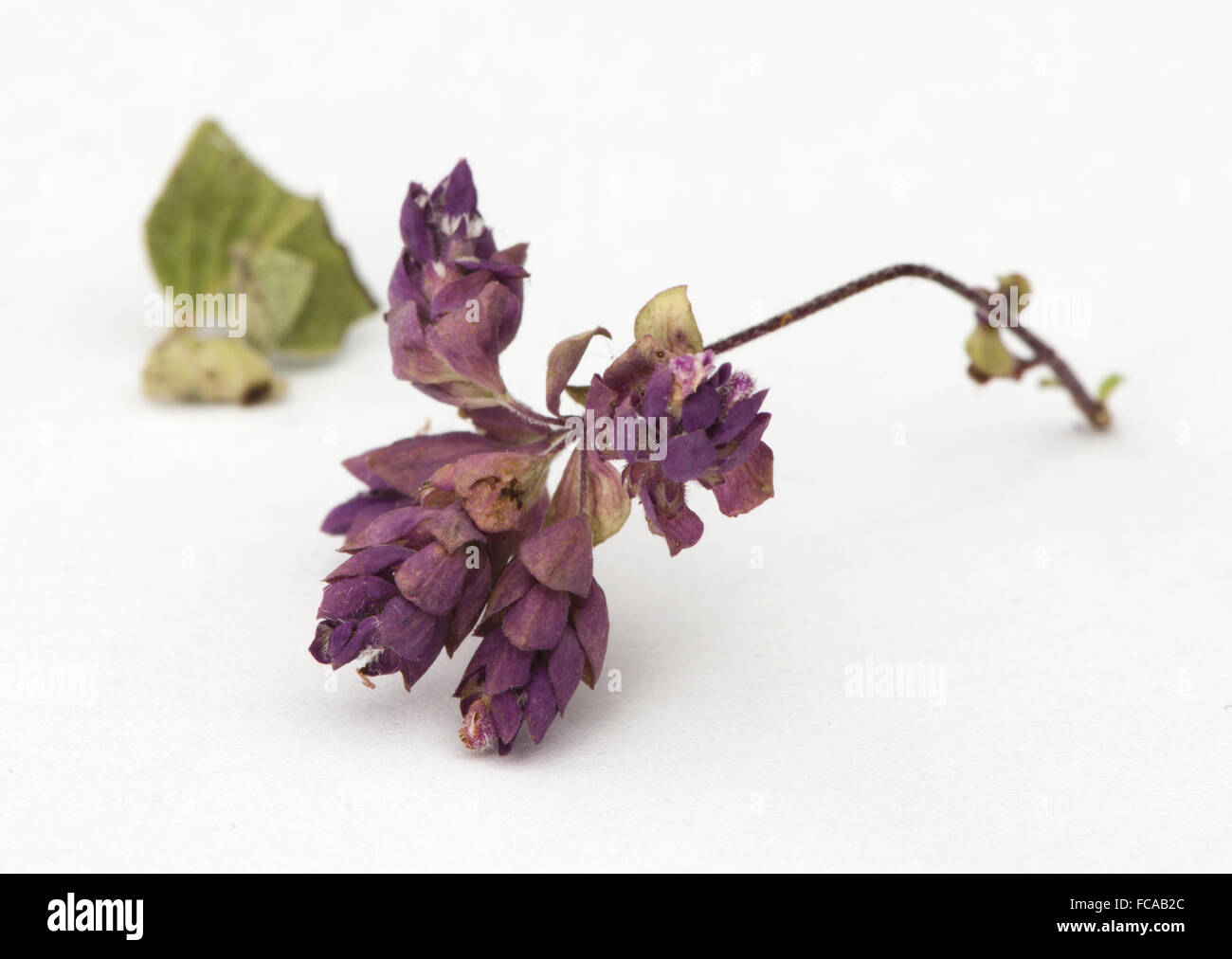 Dried oregano seasoning Stock Photo Alamy