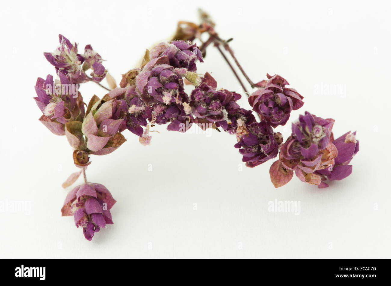 Dried oregano seasoning Stock Photo Alamy