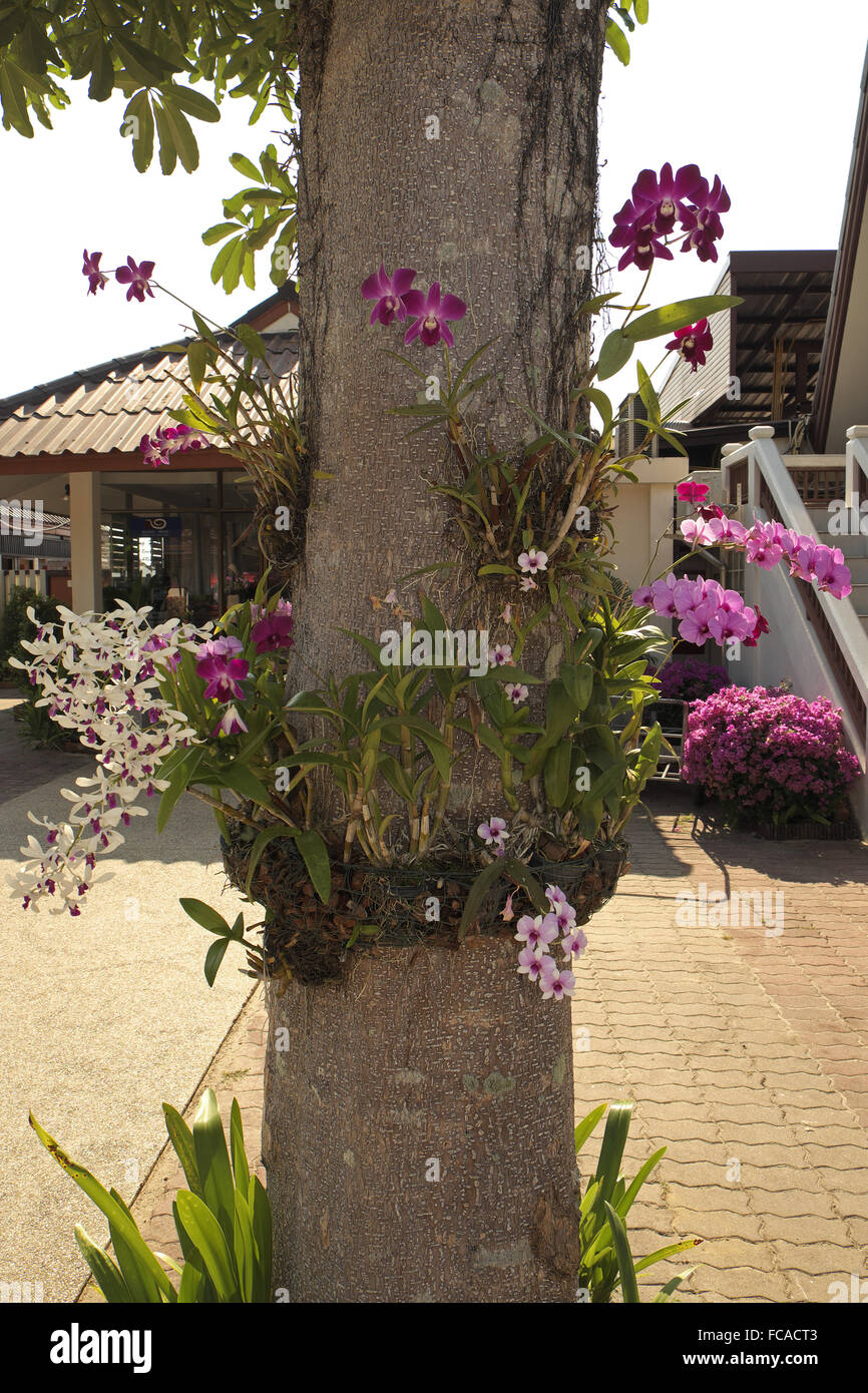 Orchids, Thailand, Asia. Stock Photo