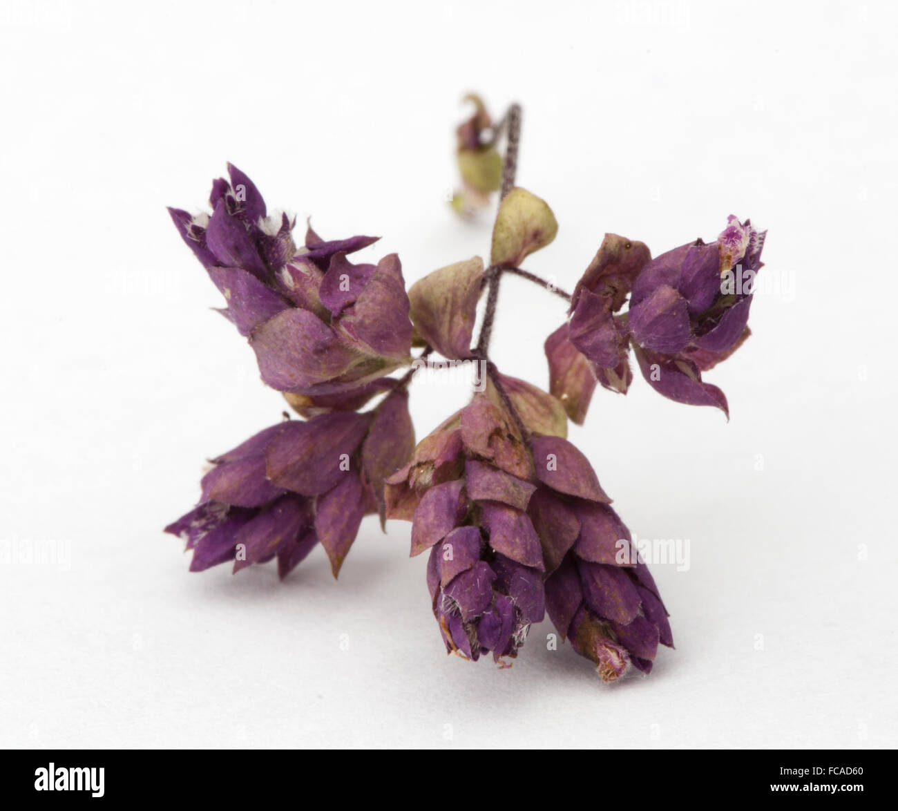 Dried oregano seasoning Stock Photo Alamy